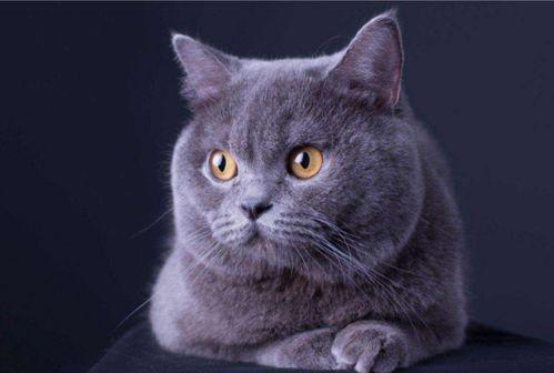 邹佳爆料猫老板视频播放,邹佳爆料背后的真相揭秘 第2张 邹佳爆料猫老板视频播放,邹佳爆料背后的真相揭秘 第2张